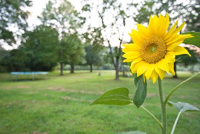 sunflower.jpg