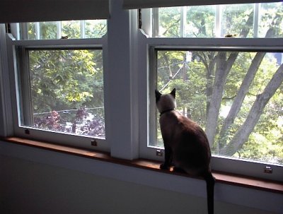 Khan in Master Bedroom Window