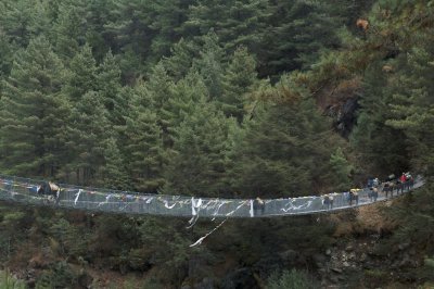 Yaks crossing bridge