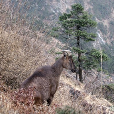 Nepali mountain goat