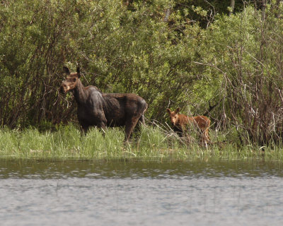 MOOSE WITH CALF