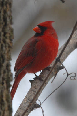 Male  Cardinal