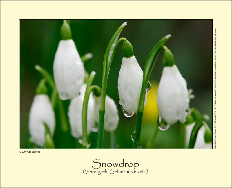 Snowdrop (Vintergk / Gelanthus nivalis)