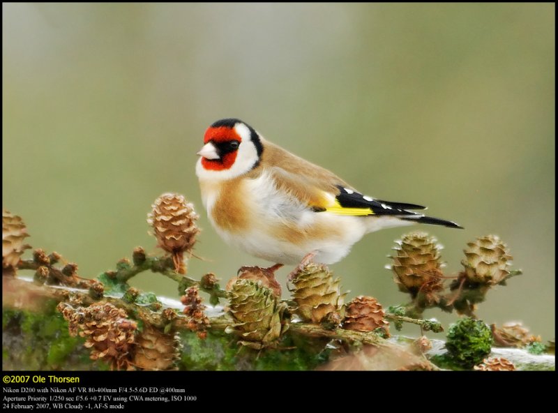 Goldfinch (Stillits / Carduelis carduelis)