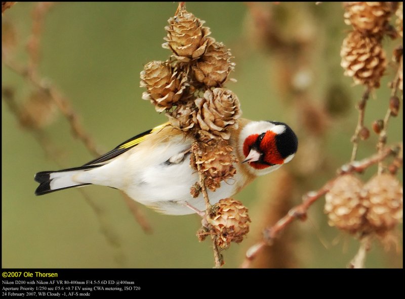 Goldfinch (Stillits / Carduelis carduelis)