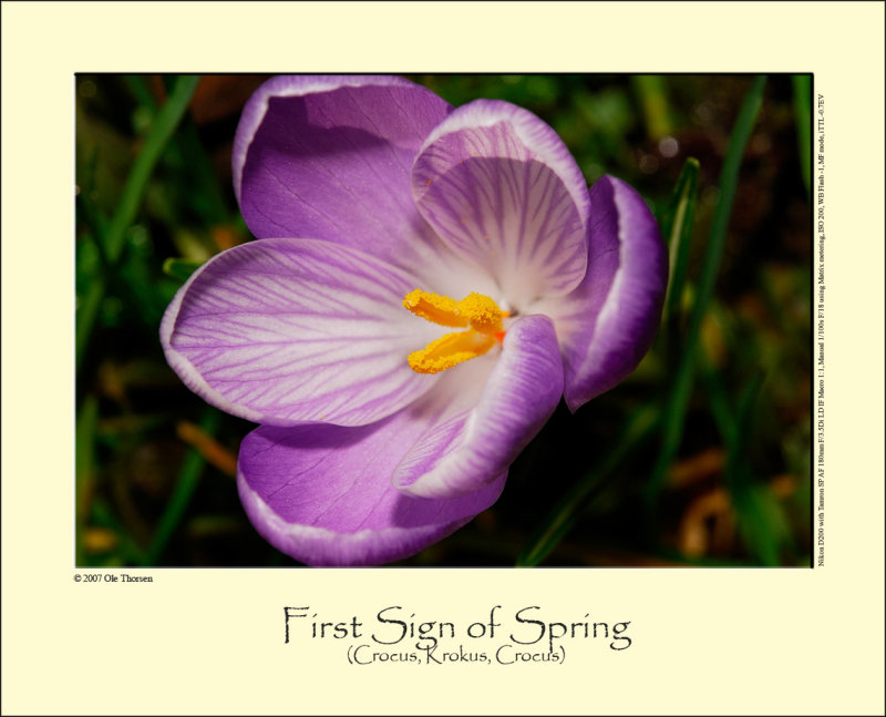 Crocus (Krokus / Crocus sp.)