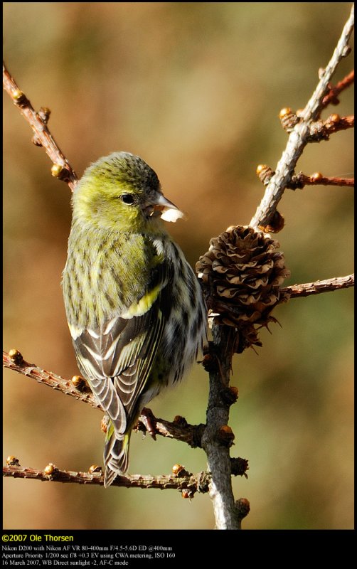 Siskin (Grnsisken / Carduelis spinus)