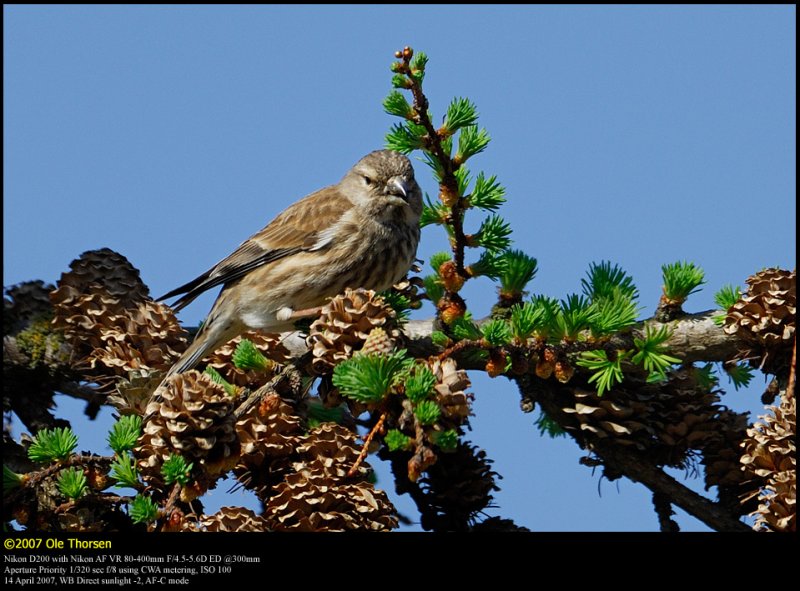 Linnet (Tornirisk / Carduelis cannabina)