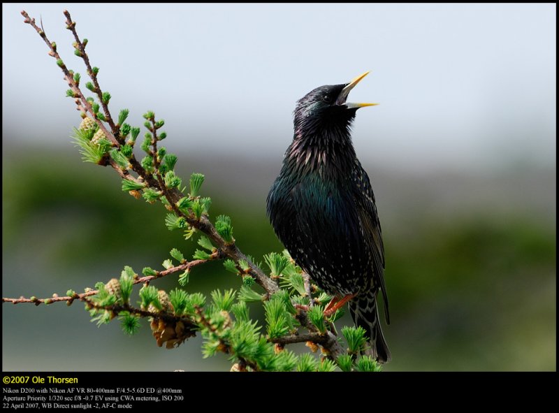 Starling (Str / Sturnus vulgaris)