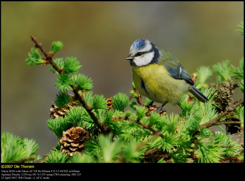 Blue tit (Blmejse / Cyanistes caeruleus)