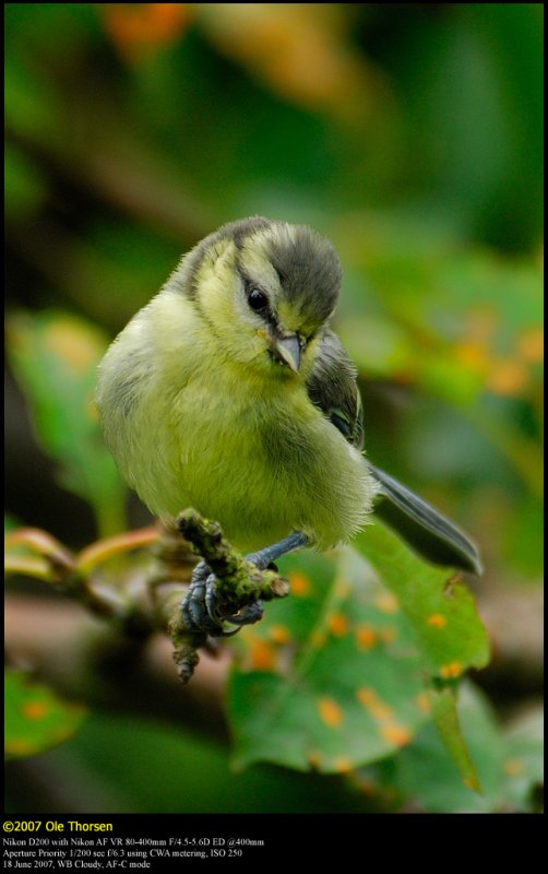 Blue tit (Blmejse / Cyanistes caeruleus)