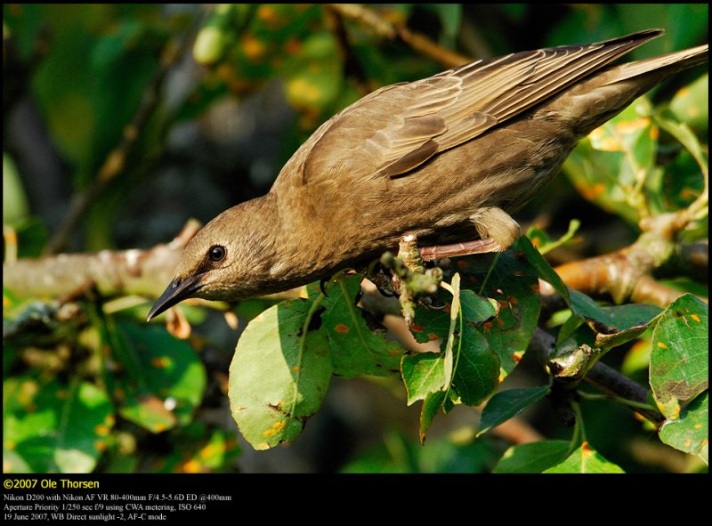 Starling (Str / Sturnus vulgaris)