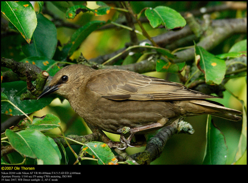 Starling (Str / Sturnus vulgaris)