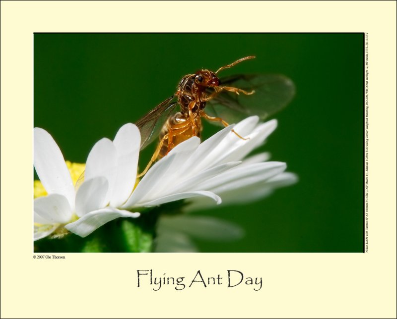 Flying Ant Day #3