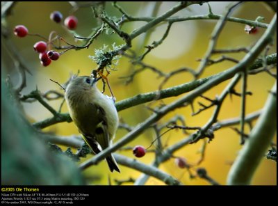 Goldcrest (Fuglekonge / Regulus regulus)