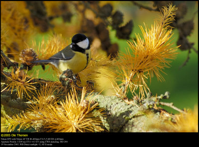 Great Tit (Musvit / Parus major)