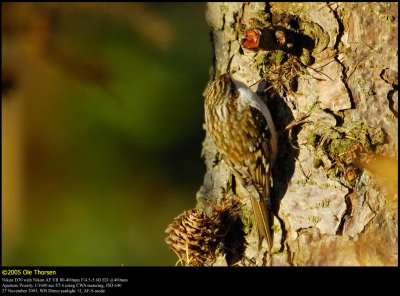 Treecreeper (Trlber / Certhia familiaris)