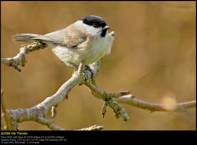 Marsh tit (Sumpmejse / Poecile palustris)