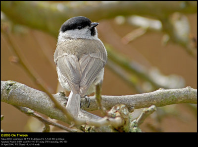 Marsh tit (Sumpmejse / Poecile palustris)