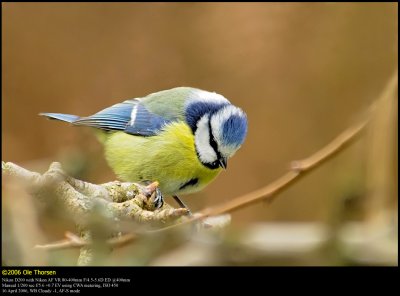 Blue tit (Blmejse / Cyanistes caeruleus)