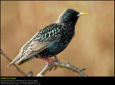 Starling (Stær / Sturnus vulgaris)