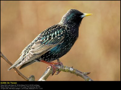 Starling (Str / Sturnus vulgaris)