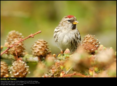 Lesser Redpoll (Lille Grsisken / Carduelis cabaret)