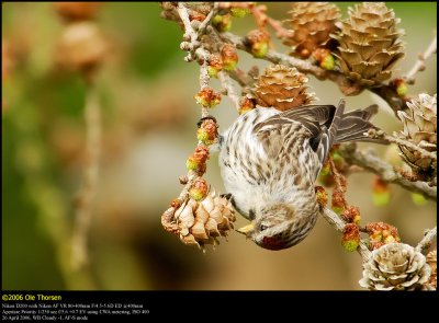 Lesser Redpoll (Lille Grsisken / Carduelis cabaret)