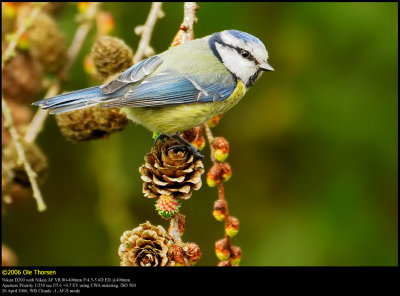 Blue tit (Blåmejse / Cyanistes caeruleus)