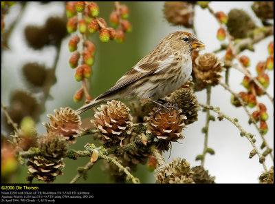 Lesser Redpoll (Lille Grsisken / Carduelis cabaret)