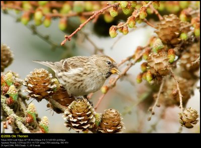 Lesser Redpoll (Lille Grsisken / Carduelis cabaret)