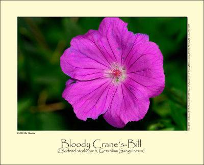 Bloody Crane's-Bill (Blodrød storkenæb / Geranium sanguineum)