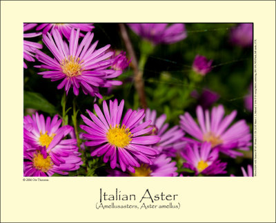 Italian Aster (Amellusasters /Aster amellus)