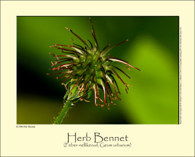 Herb Bennet (Feber-nellikerod / Geum urbanum)