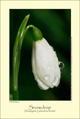 Snowdrop (Vintergæk / Gelanthus nivalis)