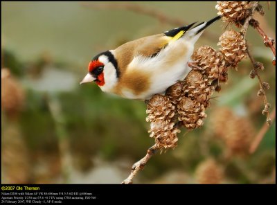 Goldfinch (Stillits / Carduelis carduelis)