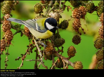 Great Tit (Musvit / Parus major)