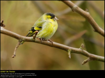Siskin (Grønsisken / Carduelis spinus)