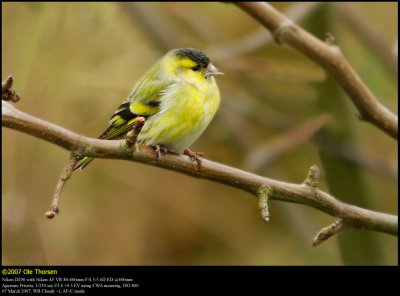 Siskin (Grnsisken / Carduelis spinus)