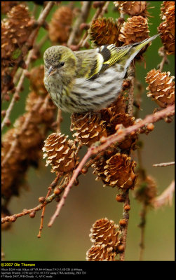 Siskin (Grnsisken / Carduelis spinus)