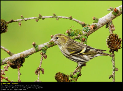 Siskin (Grønsisken / Carduelis spinus)