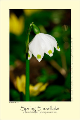 Spring Snowflake (Dorothealilje / Leucojum vernum)