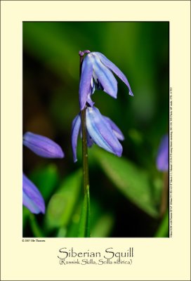 Siberian Squill (Russisk Skilla / Scilla sibirica)