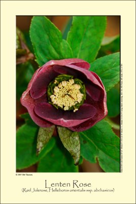 Lenten Rose (Rød Julerose / Helleborus orientalis ssp. abcasicus)