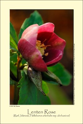 Lenten Rose (Rød Julerose / Helleborus orientalis ssp. abcasicus)