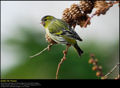 Siskin (Grnsisken / Carduelis spinus)