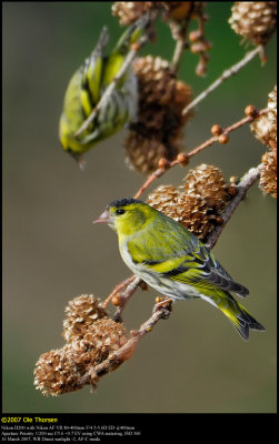 Siskin (Grnsisken / Carduelis spinus)