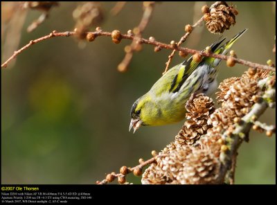 Siskin (Grnsisken / Carduelis spinus)