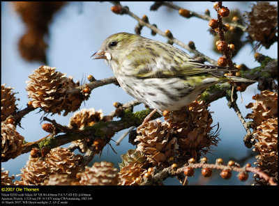 Siskin (Grnsisken / Carduelis spinus)