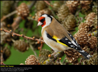 Goldfinch (Stillits / Carduelis carduelis)